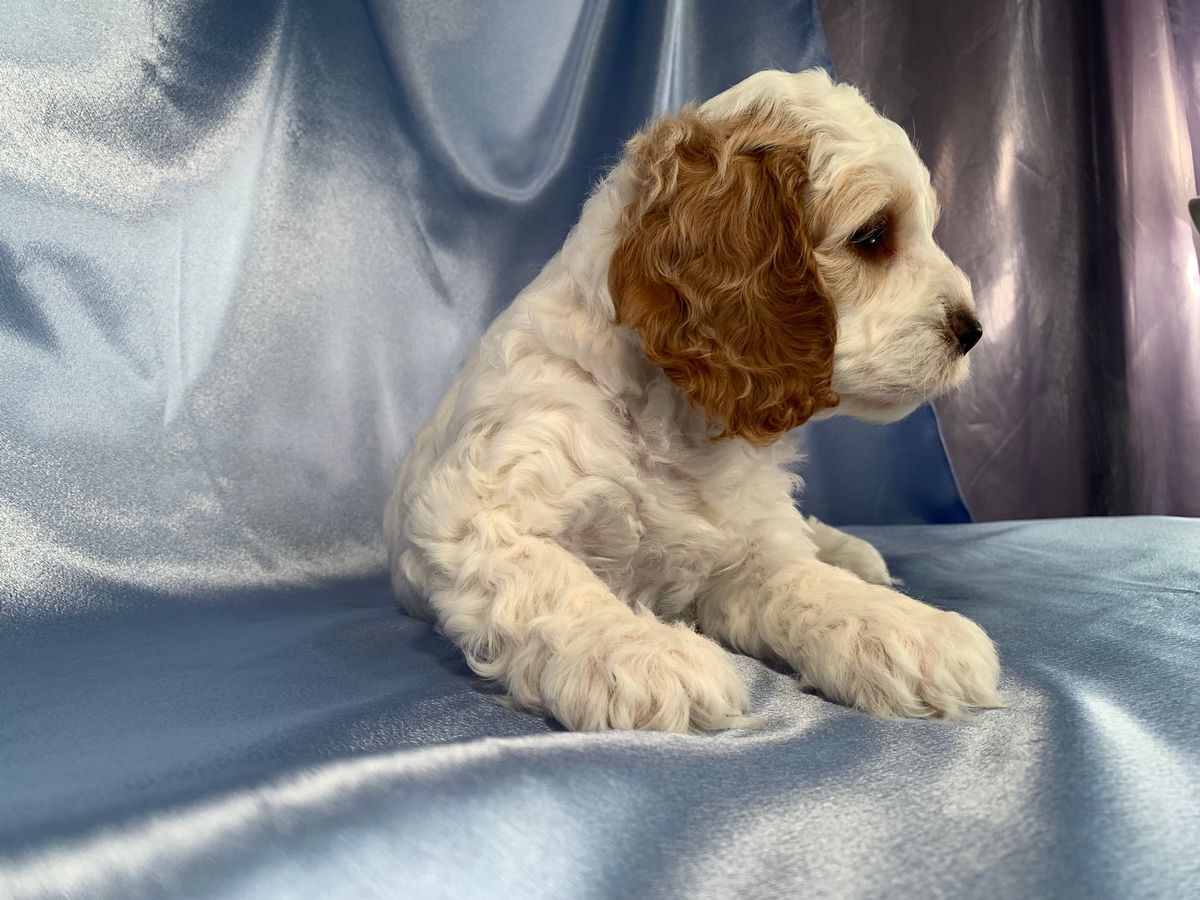 White F1 Male Cockapoo Puppy With Red Ears For Sale $1200